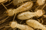 diagnostic termites